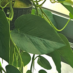 Hanging Baskets- Philo- green (special) - artificial plants, flowers & trees - image 1