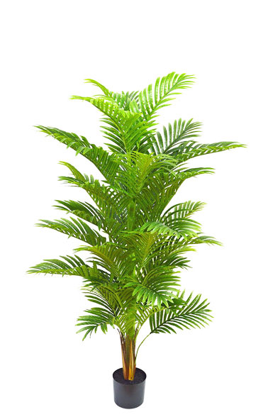 Phoenix Palm 1.5m 