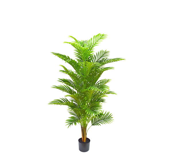 Phoenix Palm 1.5m