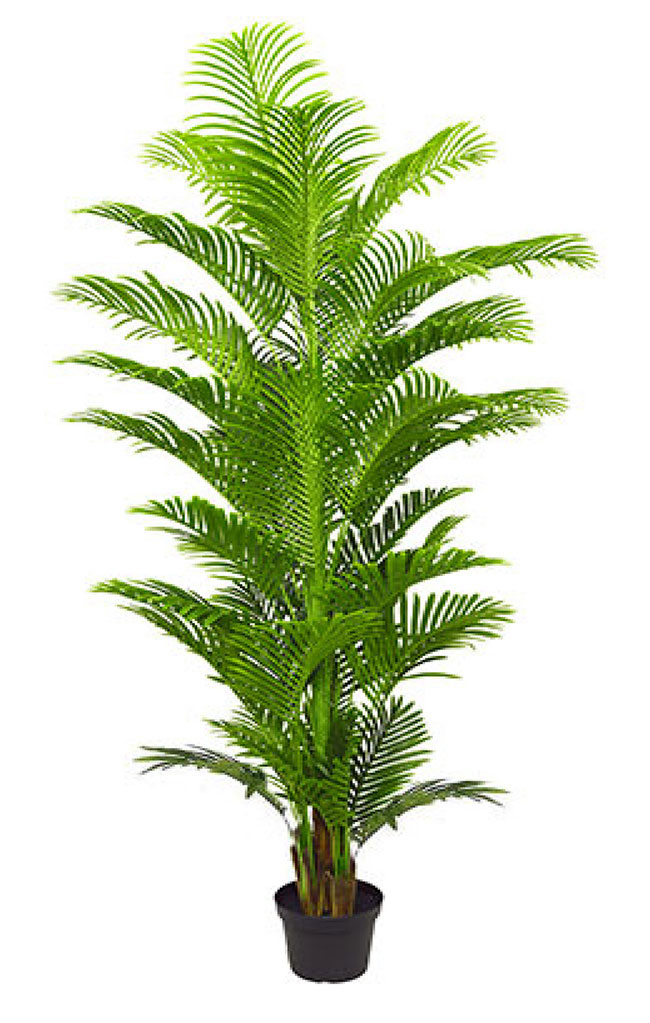 Phoenix Palm 2.4m