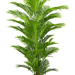 Phoenix Palm 2.4m - artificial plants, flowers & trees - image 6