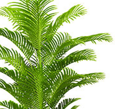 Phoenix Palm 2.1m 