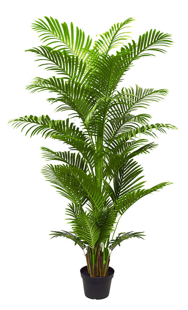 Phoenix Palm 2.1m 