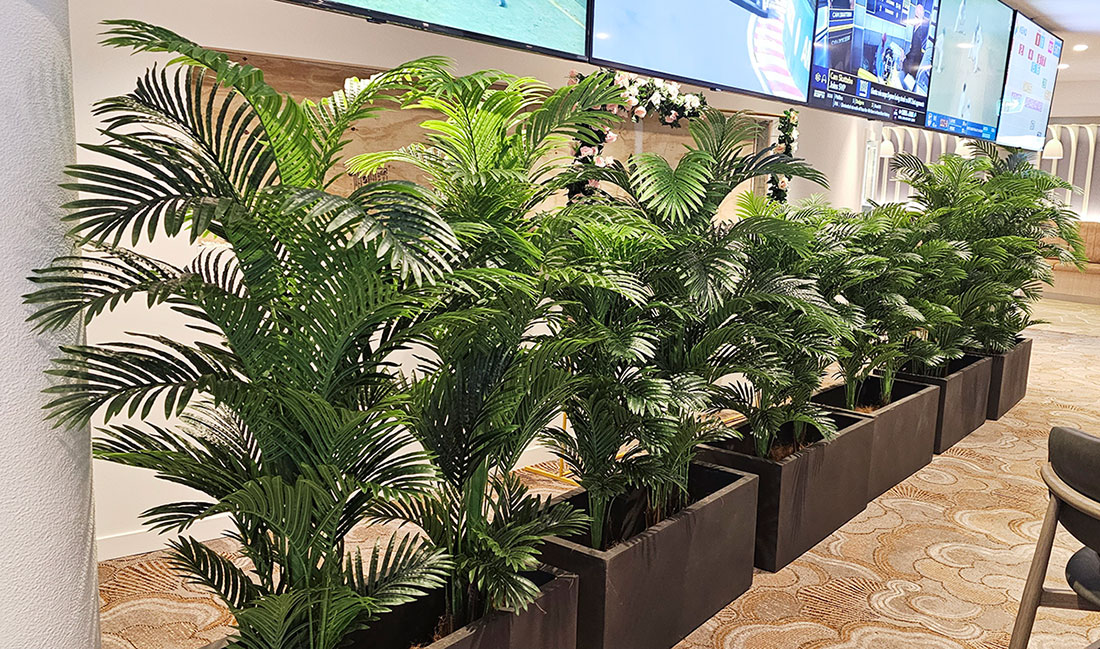Phoenix Palm 2.1m 