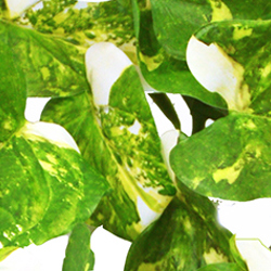 Bushes..sml trailer- Pothos Plant [dark green]  - artificial plants, flowers & trees - image 1