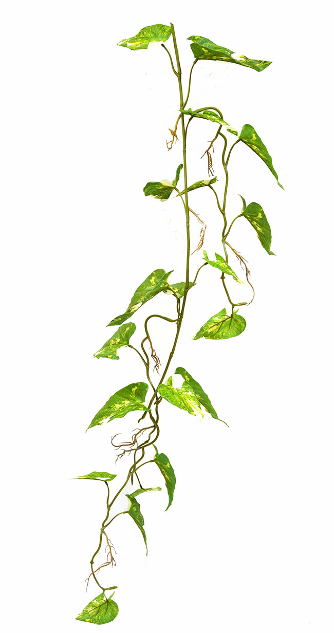 Trailing Vine- 1.2m Pothos [dark green]  (Copy-1)