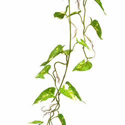 Trailing Vine- 1.2m Pothos [dark green]  (Copy-1) - artificial plants, flowers & trees - image 2