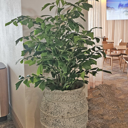 Fish-Tail Palm 1.5m  - artificial plants, flowers & trees - image 3