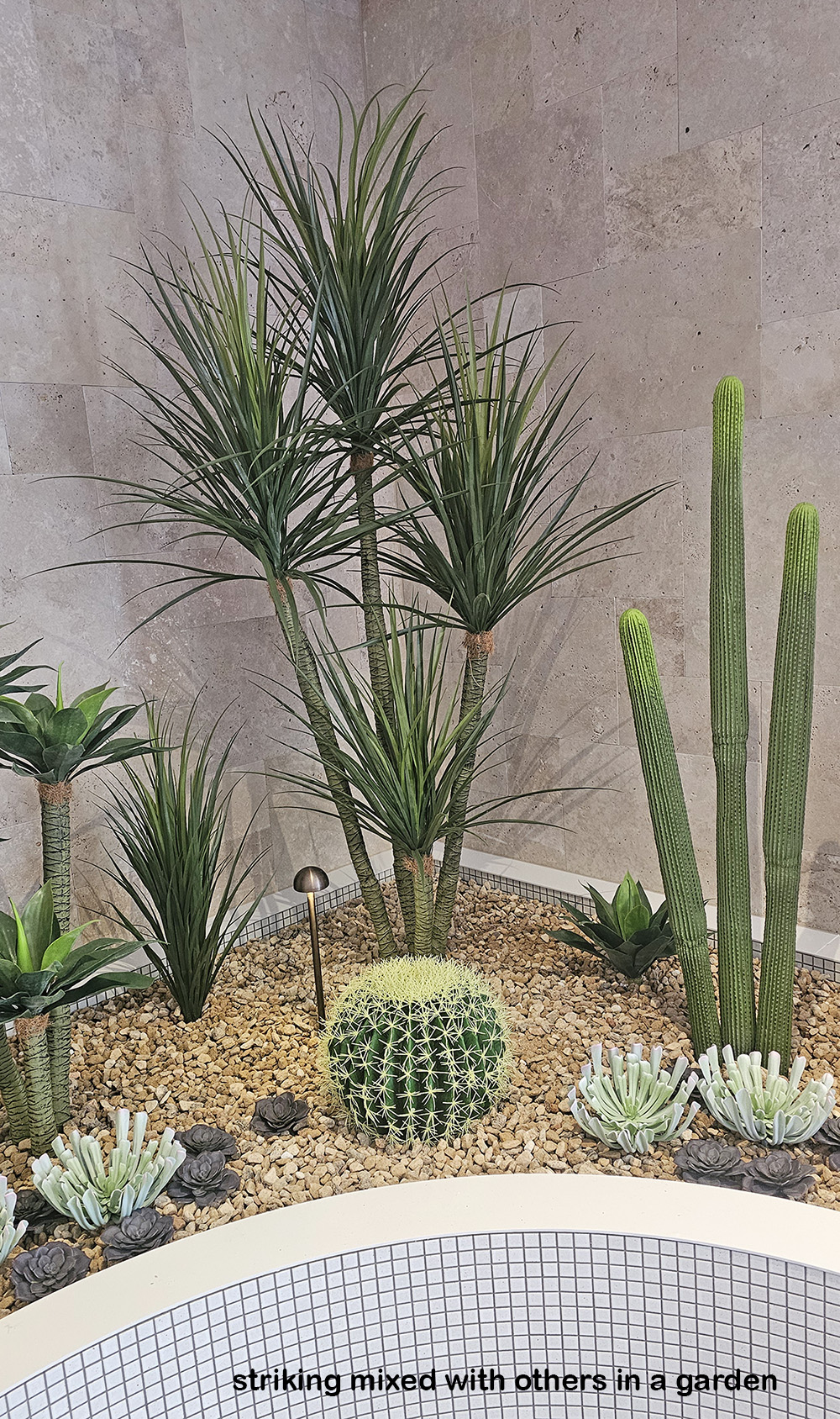 Cactii- Column Cactus triple-trunk 1.5m