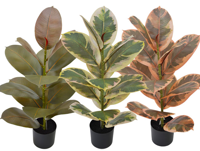 Rubber Plant- Burgundy 60cm