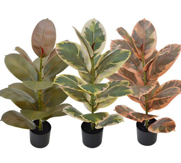 Rubber Plant- Burgundy 60cm