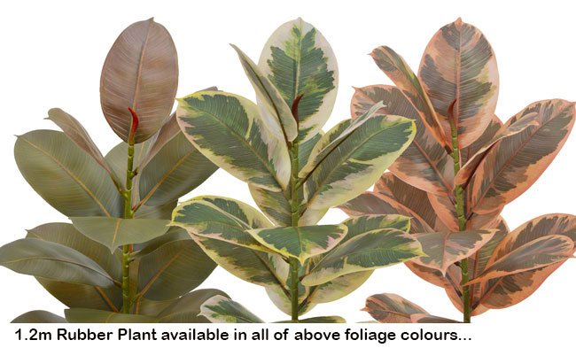 Rubber Plant 1.2m 