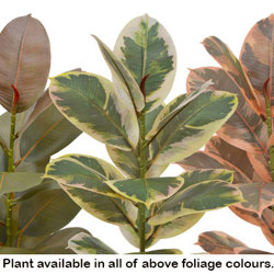 Rubber Plant 1.2m  - artificial plants, flowers & trees - image 3