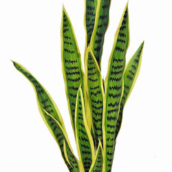 Sanseviera Plant 1m [mother-in-law-tongue] - artificial plants, flowers & trees - image 2