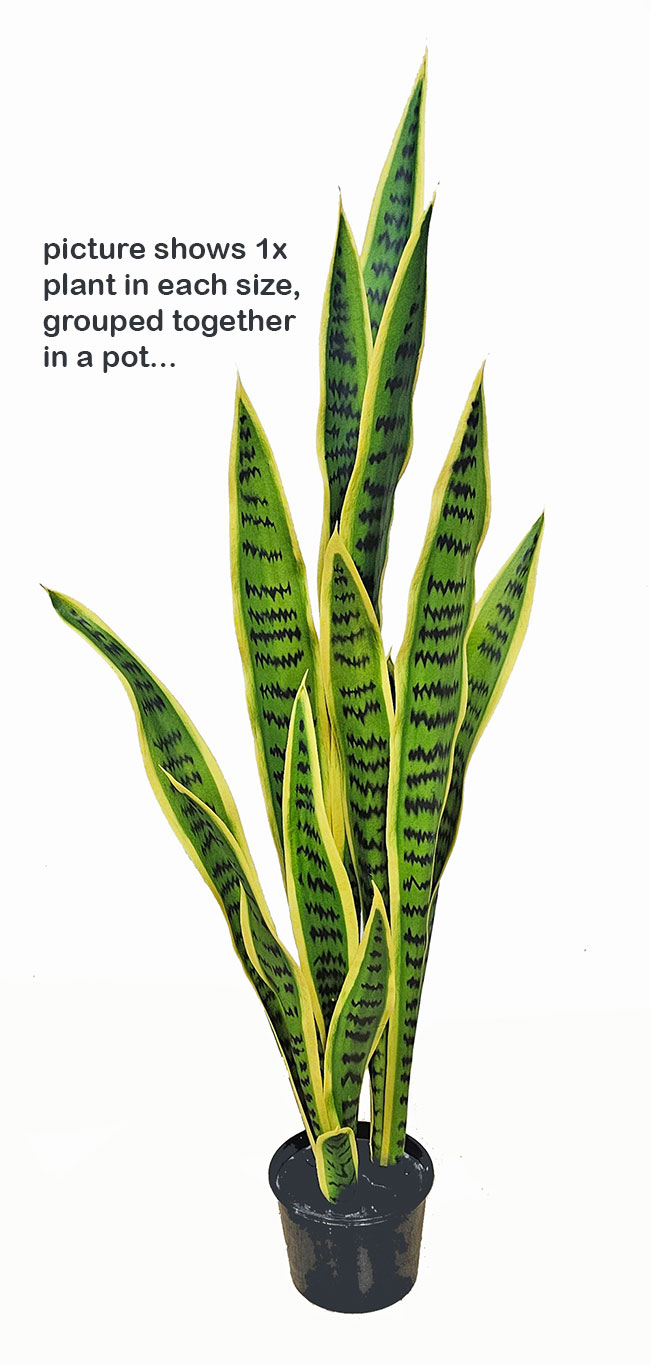 Sanseviera Plants- loose in 60cm size  
