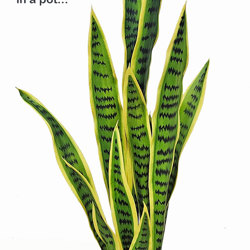 Sanseviera Plants- loose in 60cm size   - artificial plants, flowers & trees - image 3