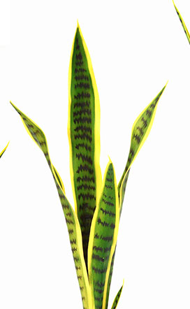 Sanseviera Plants- loose in 60cm size  