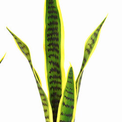 Sanseviera Plants- loose in 60cm size   - artificial plants, flowers & trees - image 1