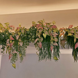 Bushes..sml trailer- Caladium 'pink blush' - artificial plants, flowers & trees - image 2