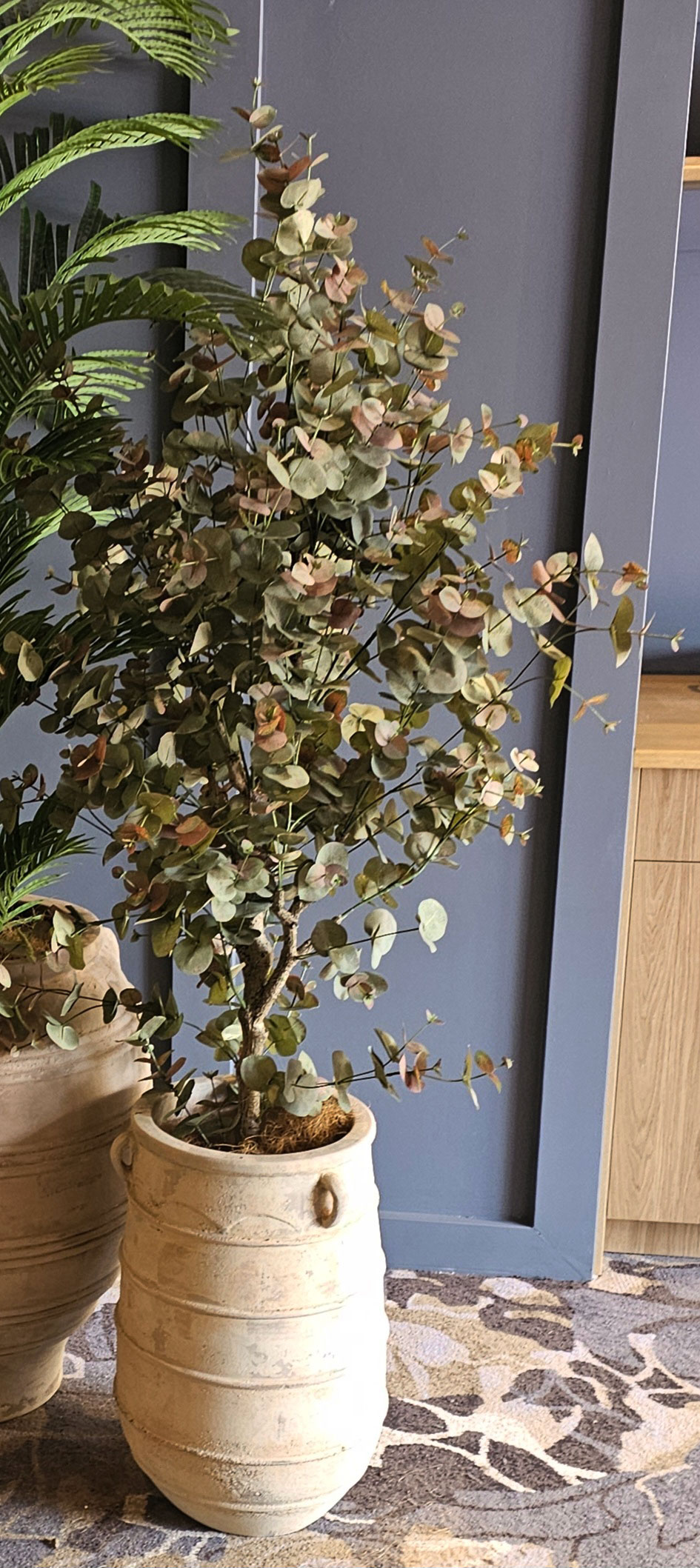 Eucalyptus 'Sweet Gum' 2.1m