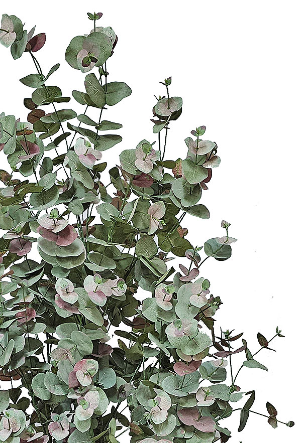 Eucalyptus 'Sweet Gum' 2.1m