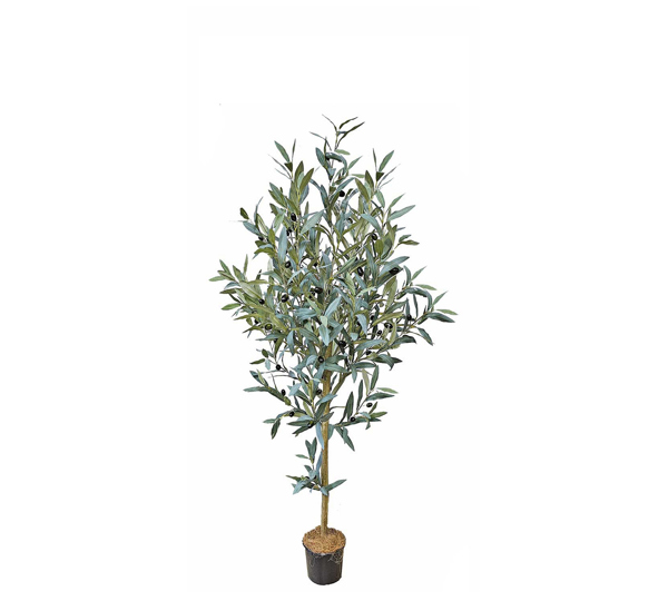 Olive Topiary 1.2m
