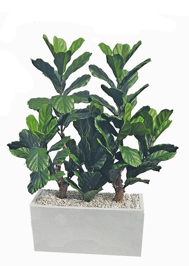 Trough Planters- with Fiddle-Leaf Ficus UV 1.3m 