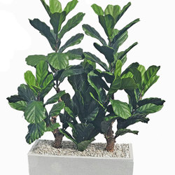 Trough Planters- with Fiddle-Leaf Ficus UV 1.3m  - artificial plants, flowers & trees - image 2