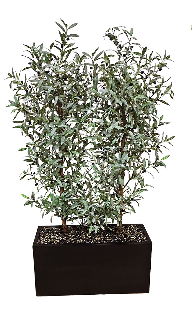 Trough Planters- with Olive Trees 1.7m