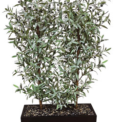 Trough Planters- with Olive Trees 1.7m - artificial plants, flowers & trees - image 1