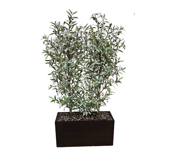 Trough Planters- with Olive Trees 1.7m