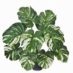 Monsterio Varegated Plant 60cm x 10 lvs  - artificial plants, flowers & trees - image 3