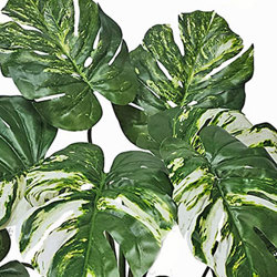 Monsterio Varegated Plant 60cm x 10 lvs  - artificial plants, flowers & trees - image 1