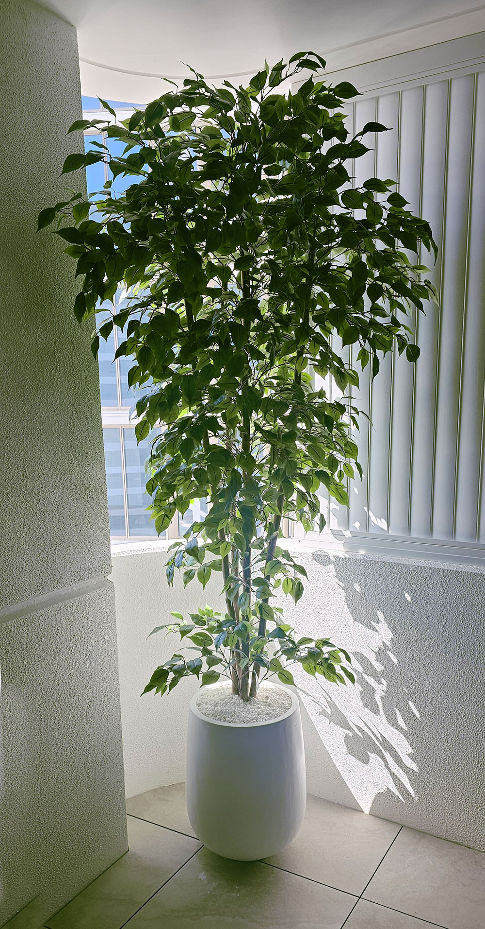 Weeping Ficus 2.1m UV-rated