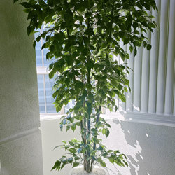 Weeping Ficus 2.1m UV-rated - artificial plants, flowers & trees - image 1