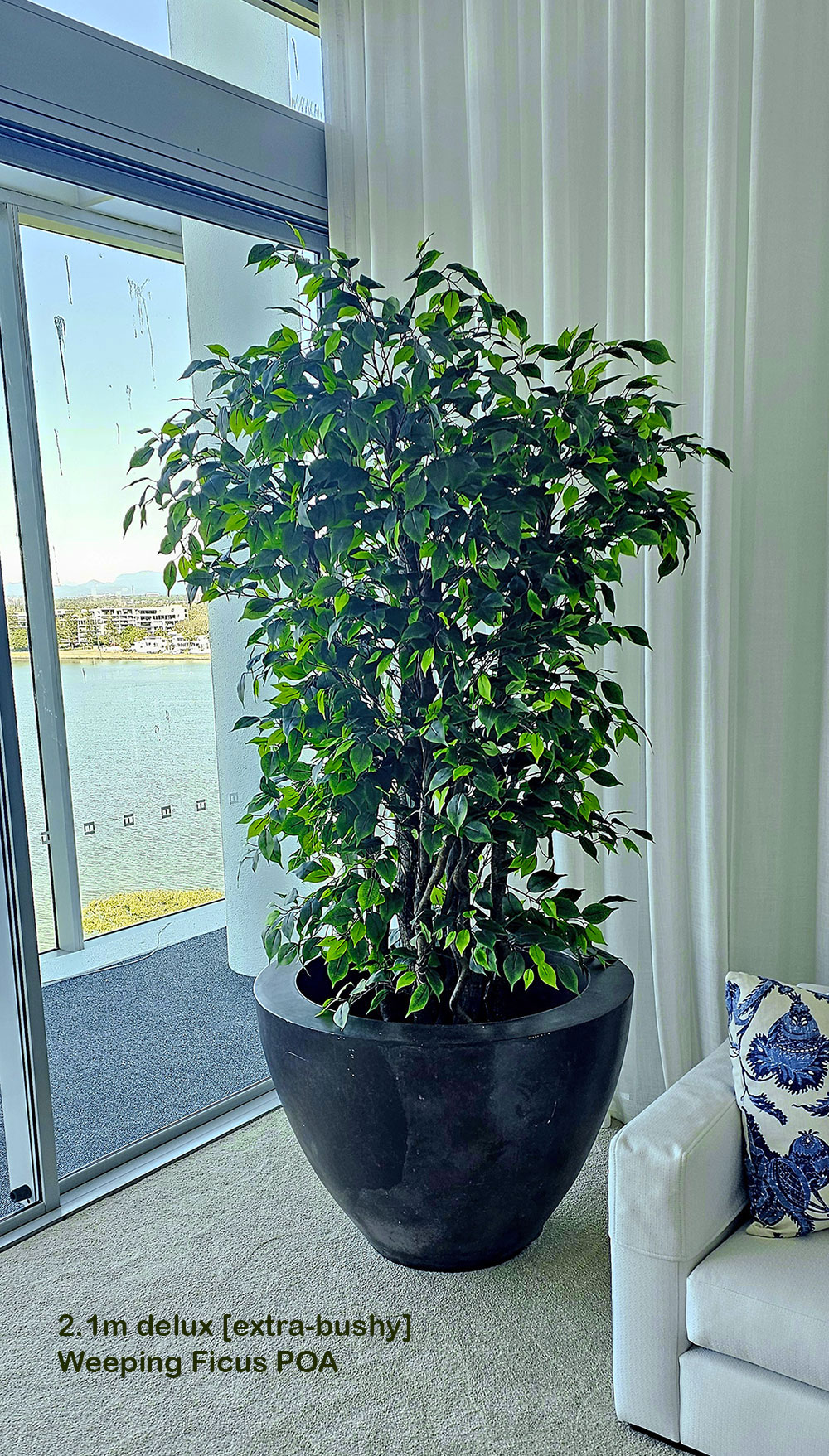 Weeping Ficus 2.4m UV-rated