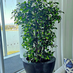 Weeping Ficus 2.4m UV-rated - artificial plants, flowers & trees - image 3