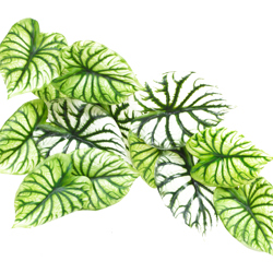 Bushes..sml trailer- Caladium green-white - artificial plants, flowers & trees - image 2
