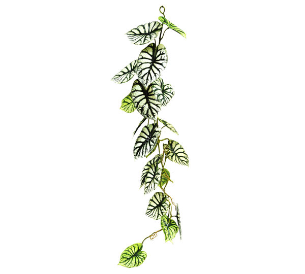 Trailing Vine- 1.2m Caladium white-green