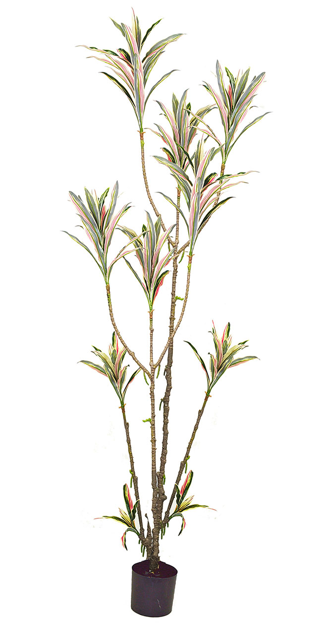 Yucca- 'pink slipper' 2m with 15 heads