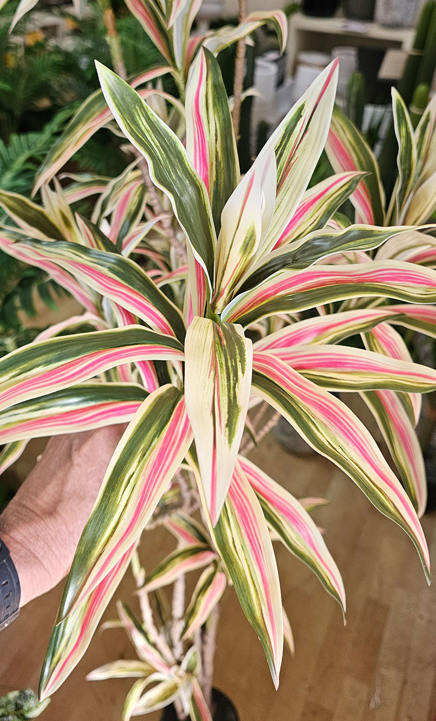 Yucca- 'pink slipper' 1.2m with 5 heads