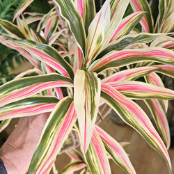 Yucca- 'pink slipper' 1.2m with 5 heads - artificial plants, flowers & trees - image 1