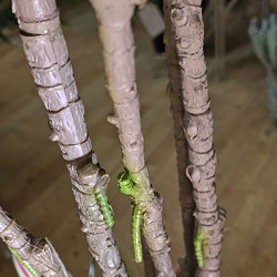 Yucca- 'pink slipper' 1.2m with 5 heads - artificial plants, flowers & trees - image 2