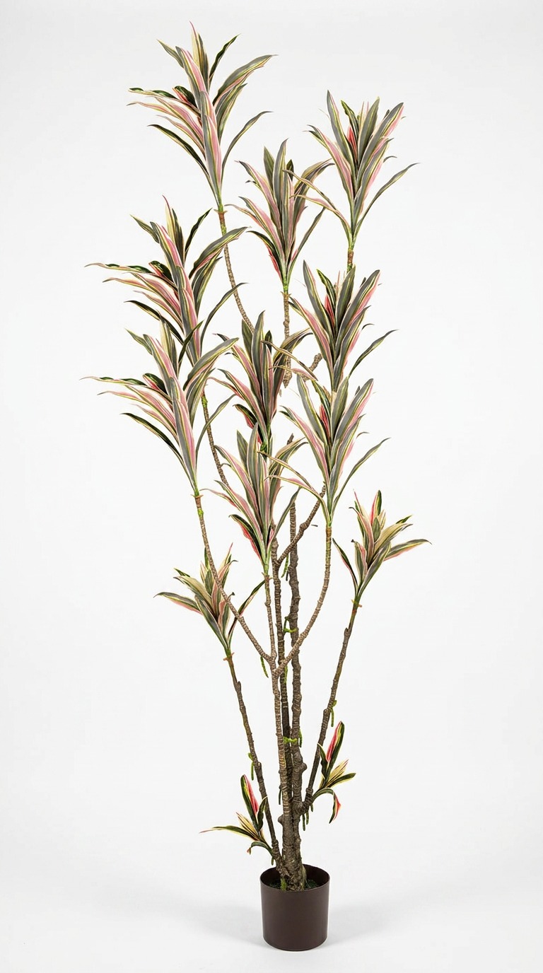 Yucca- 'pink slipper' 2m with 15 heads