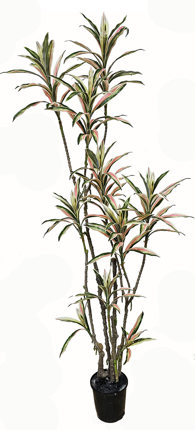 Yucca- 'pink slipper' 1.75m with 10 heads