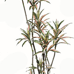 Yucca- 'pink slipper' 1.75m with 10 heads - artificial plants, flowers & trees - image 1