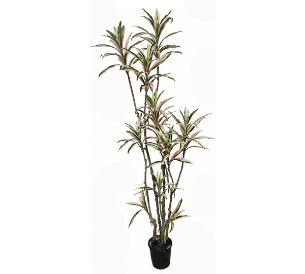 Yucca- 'pink slipper' 1.75m with 10 heads