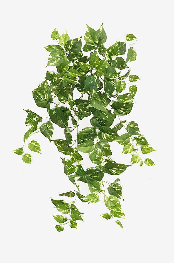 Trailing Bush- med Pothos 