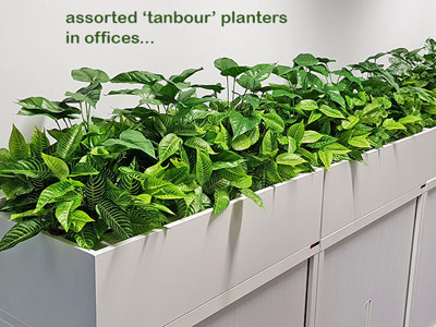 Office 'tambour' Planters...