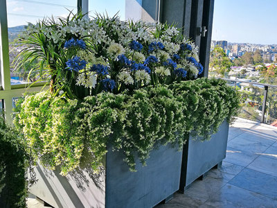 Colour & Greenery brighten-up penthouse balcony